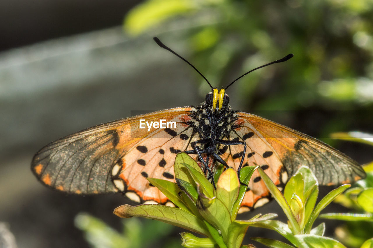 Close-up of butterfly perching on leaf