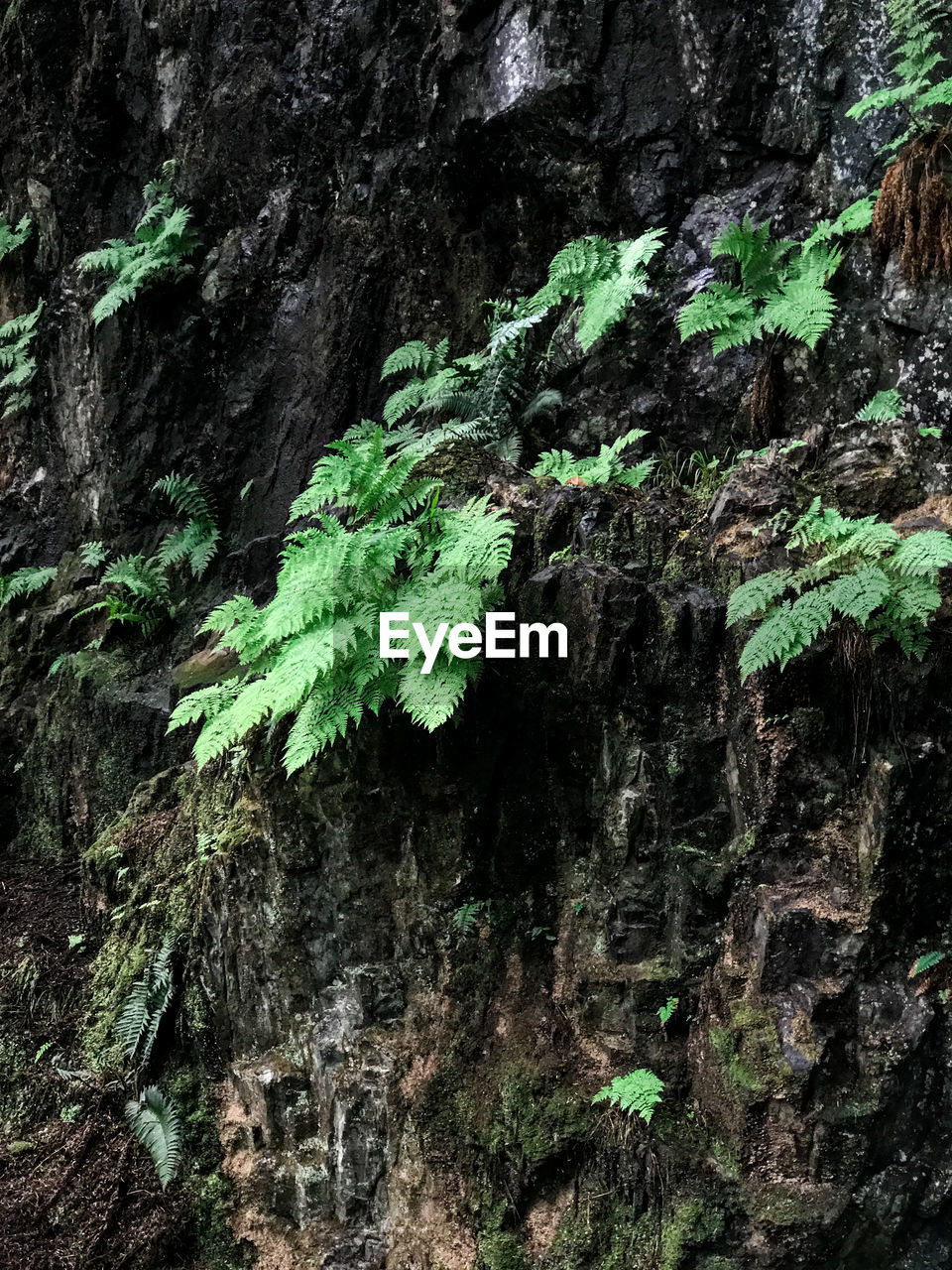 CLOSE-UP OF TREE TRUNK AGAINST ROCKS