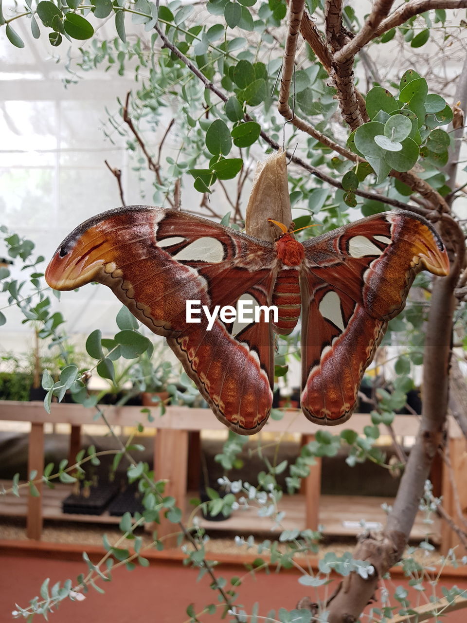 CLOSE-UP OF BUTTERFLY ON PLANTS