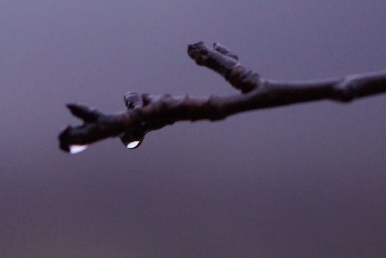 branch, sky, no people, nature, twig, macro photography, close-up, outdoors, blue, focus on foreground, plant, tree, day