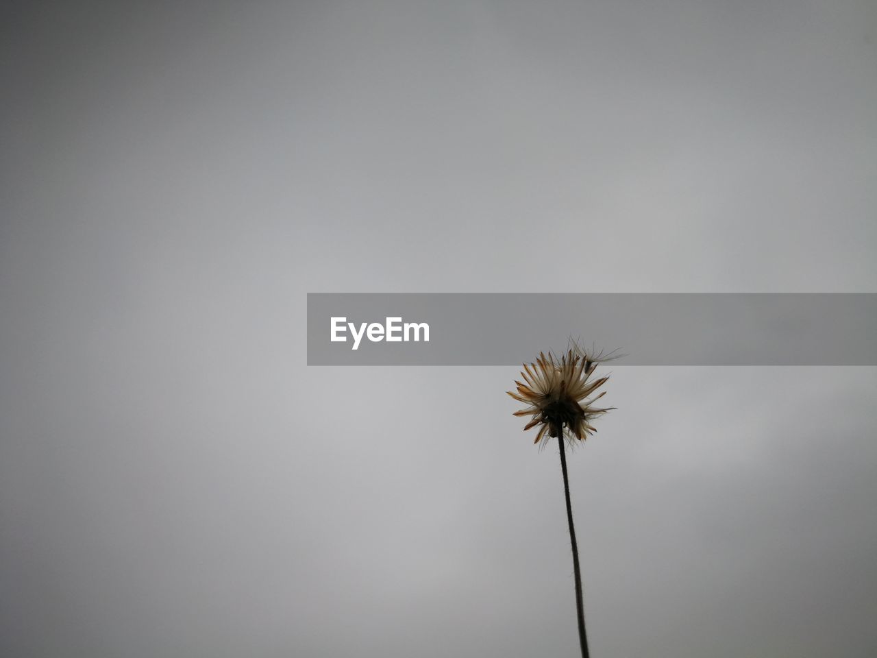 CLOSE-UP LOW ANGLE VIEW OF FLOWER AGAINST THE SKY