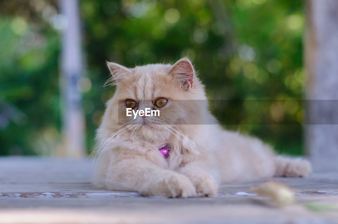 Portrait of a cat