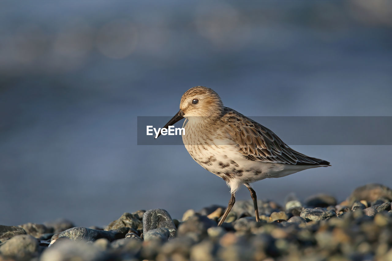 animal themes, animal, animal wildlife, bird, wildlife, sandpiper, one animal, calidrid, nature, close-up, selective focus, beak, no people, full length, side view, red-backed sandpiper, day, redshank, outdoors, rock, perching, focus on foreground, surface level