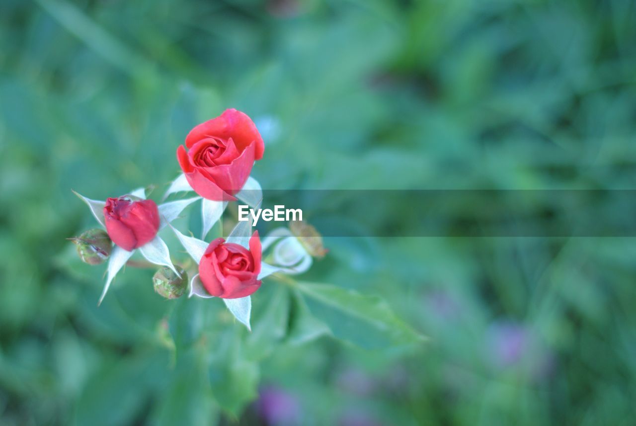 Close-up of pink rose