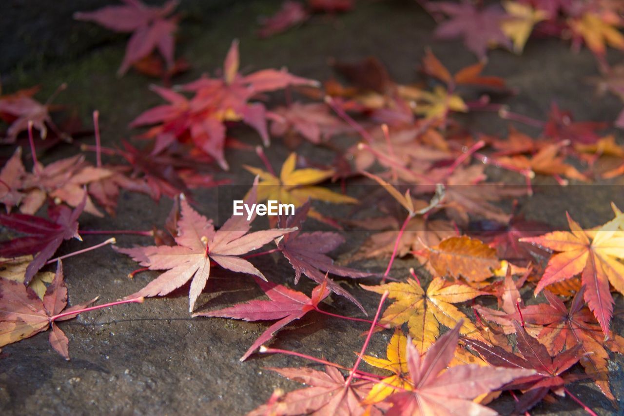 CLOSE-UP OF MAPLE LEAVES