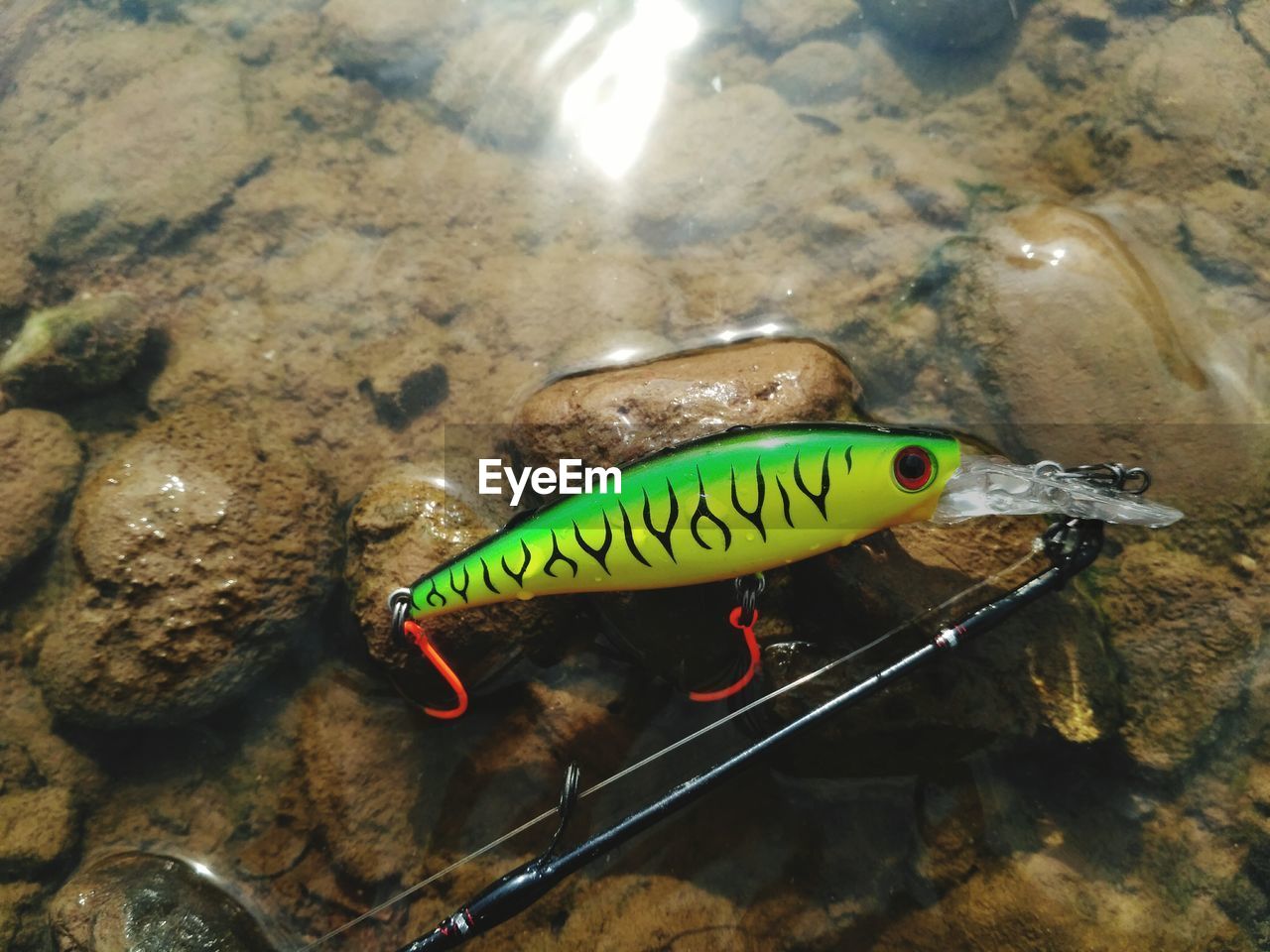 High angle view of green stripes minnow on rock