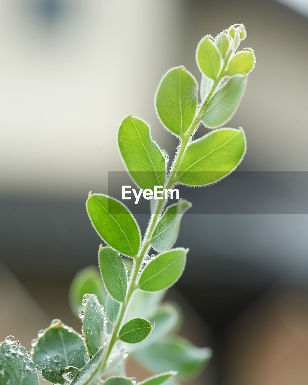 CLOSE-UP OF FRESH GREEN LEAVES