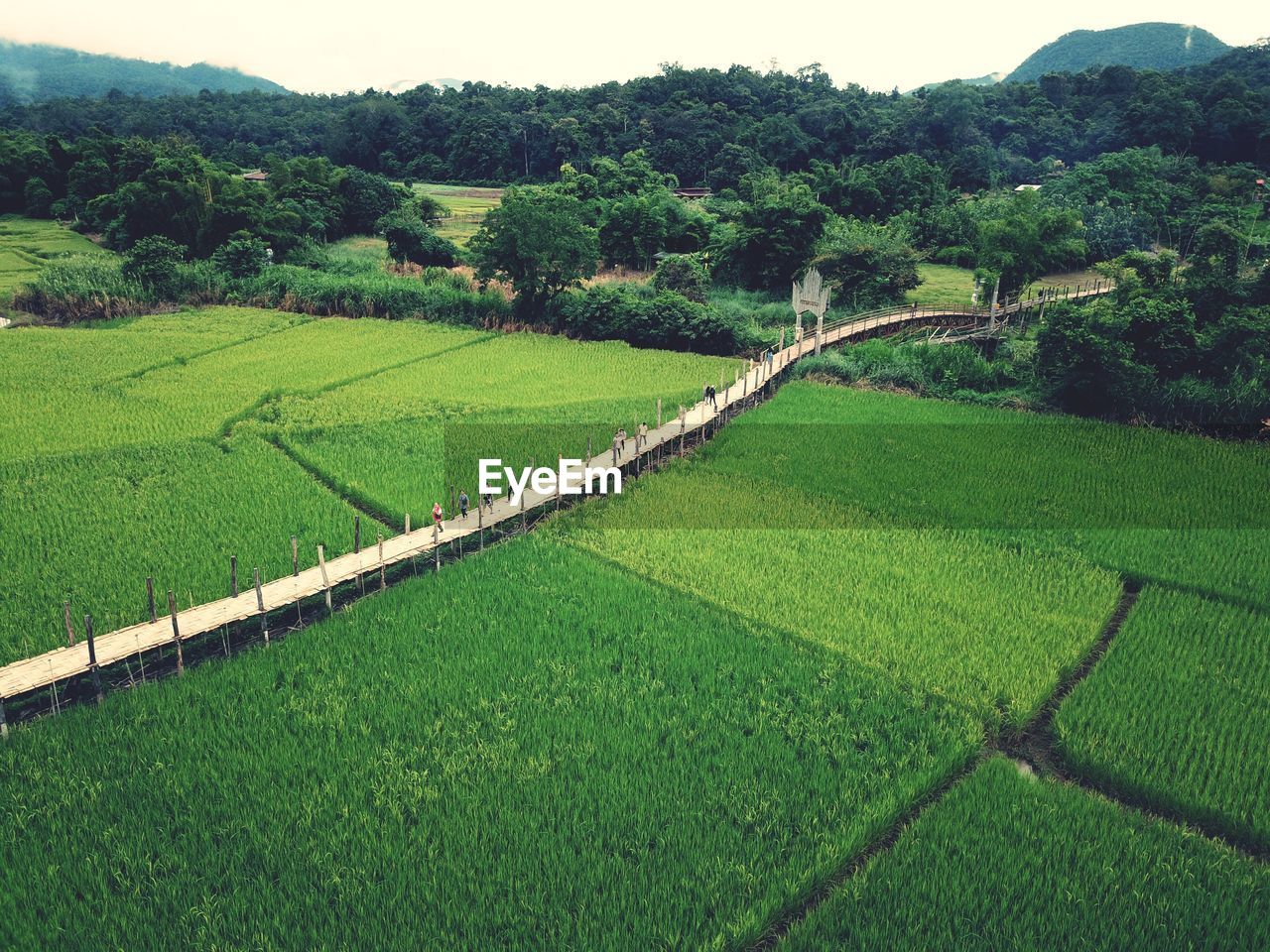 SCENIC VIEW OF FARMS