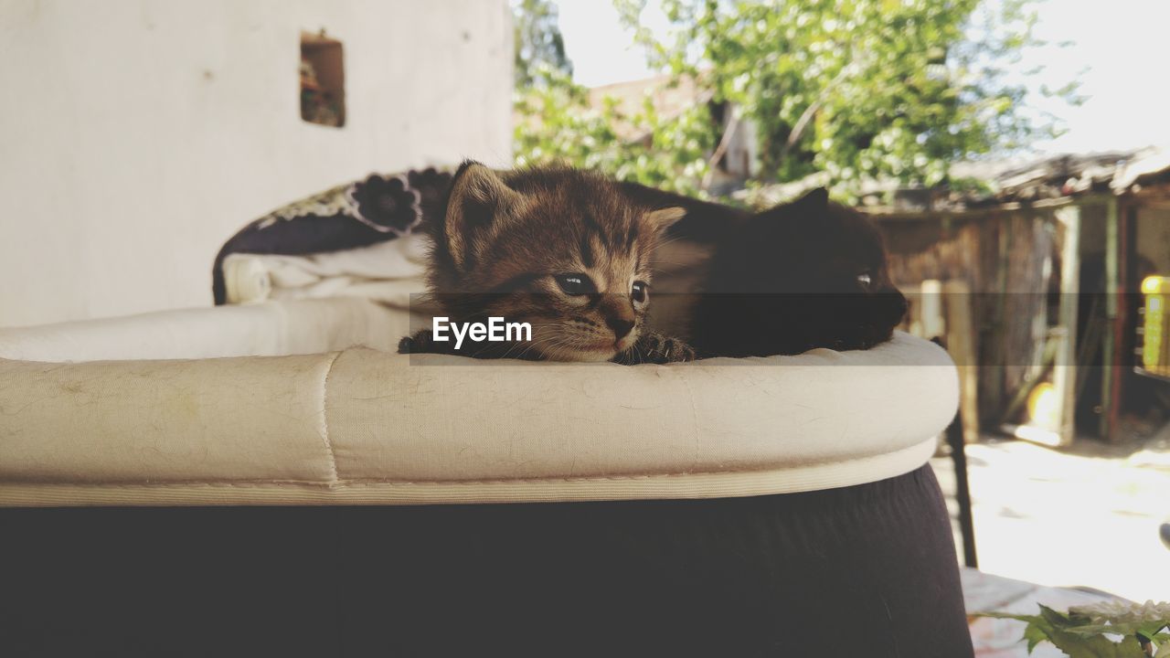 Portrait of cat relaxing on sofa