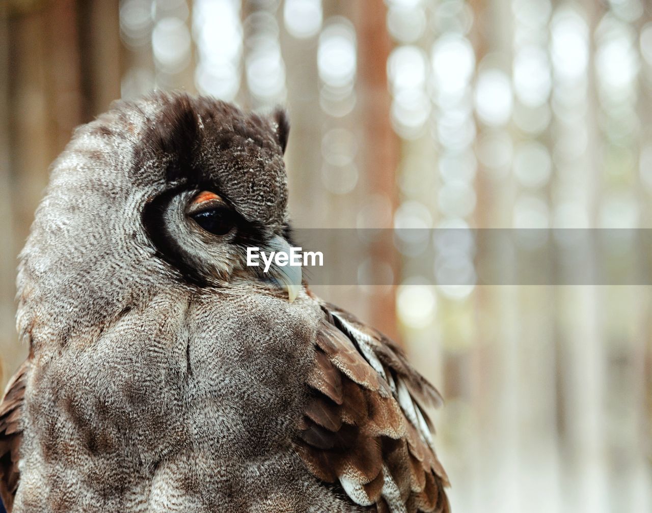 Close-up portrait of owl