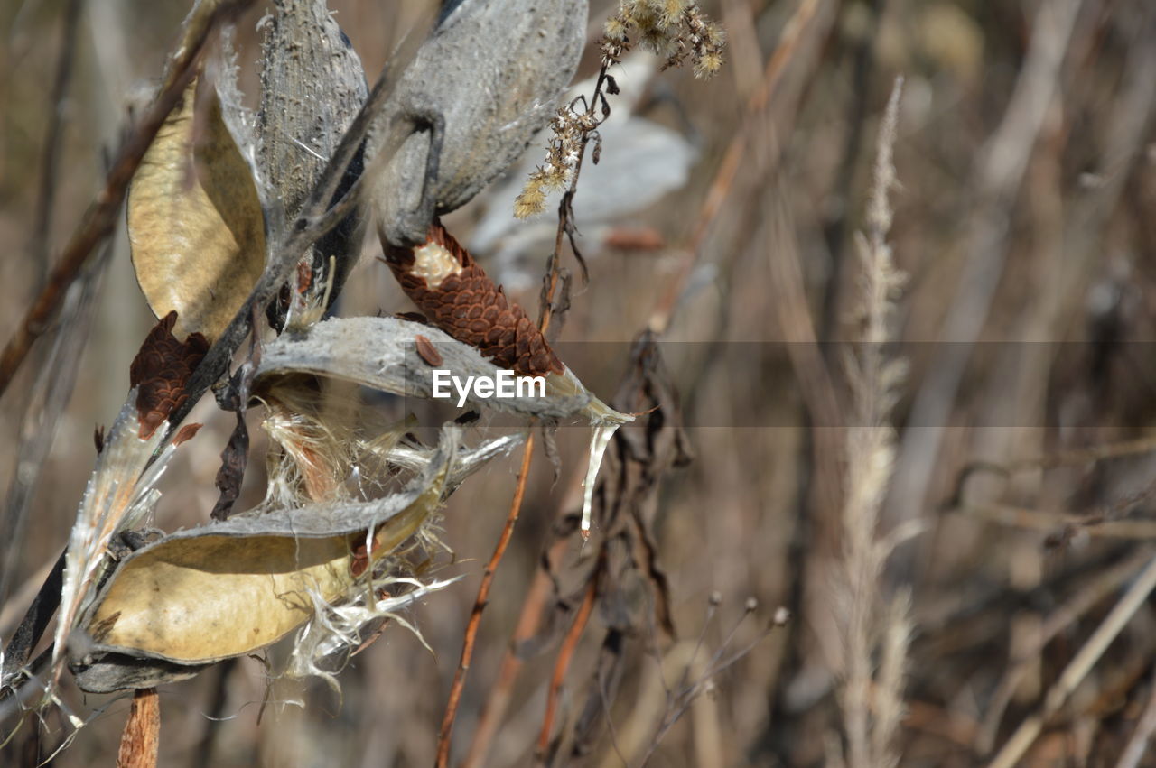 Close-up of dry leaves