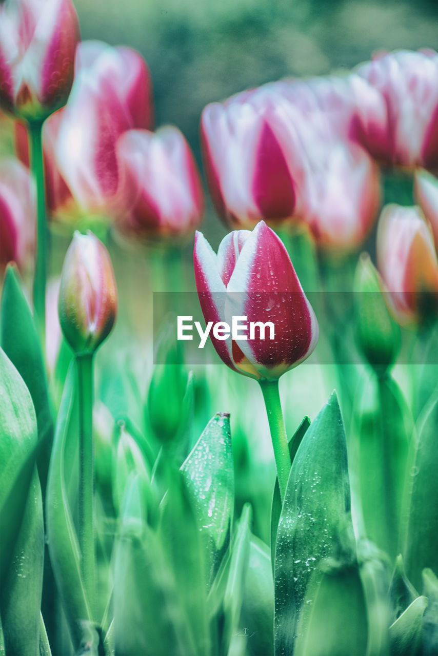 Close-up of pink tulip