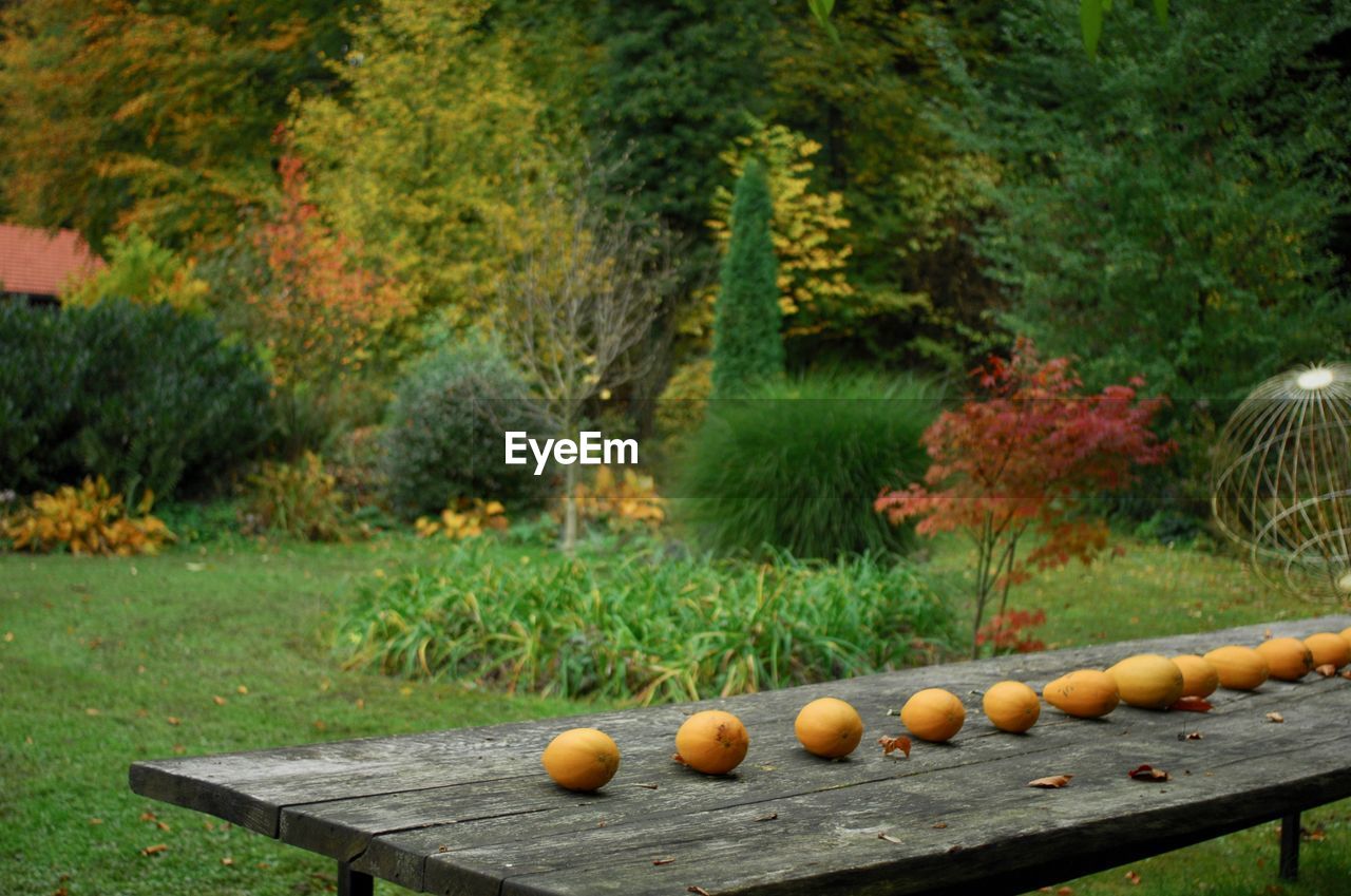 VIEW OF PUMPKINS IN ROW