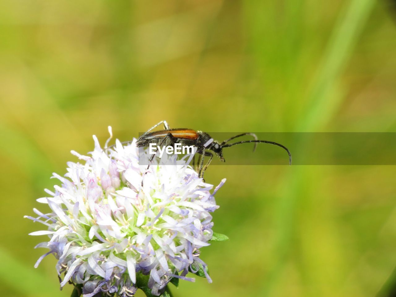 CLOSE-UP OF HONEY BEE POLLINATING FLOWER