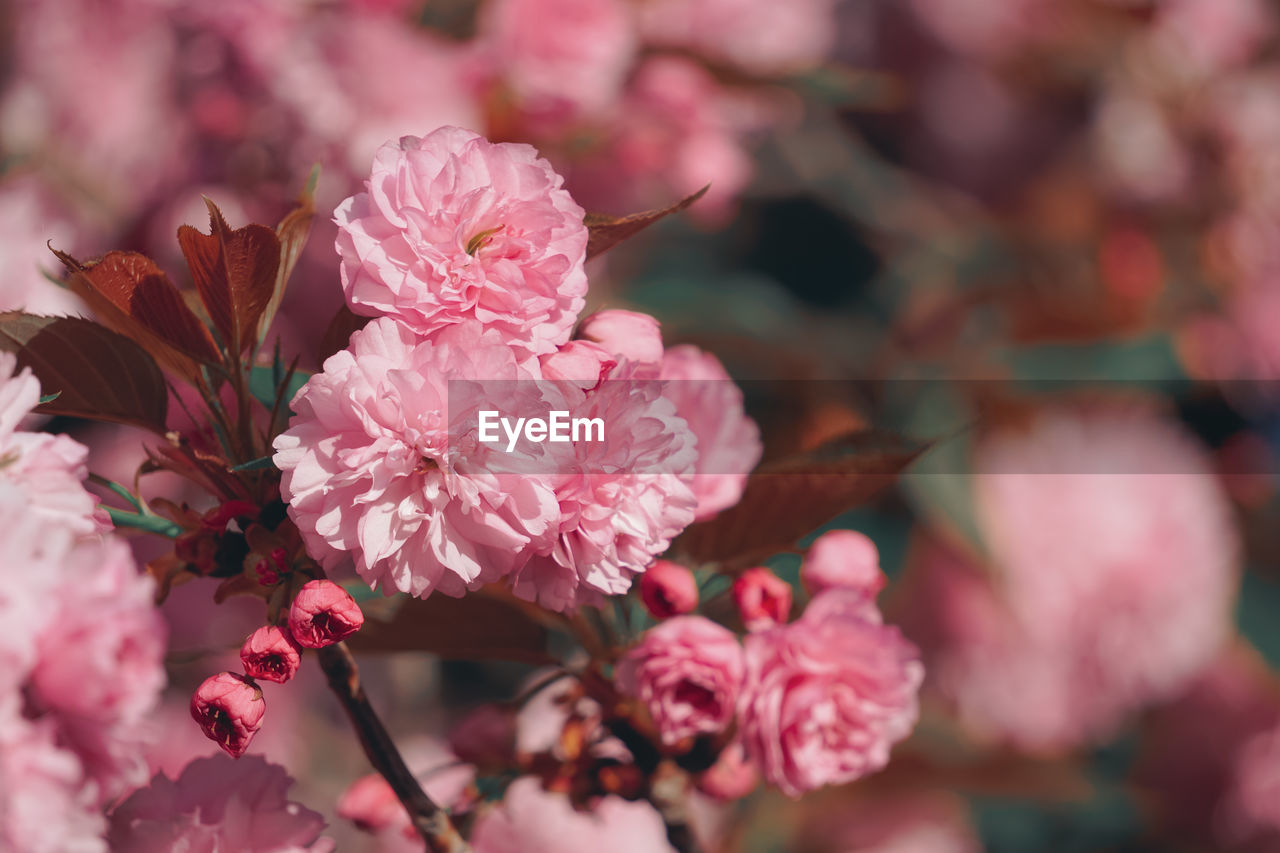 Beautiful pink blossom flowers in springtime