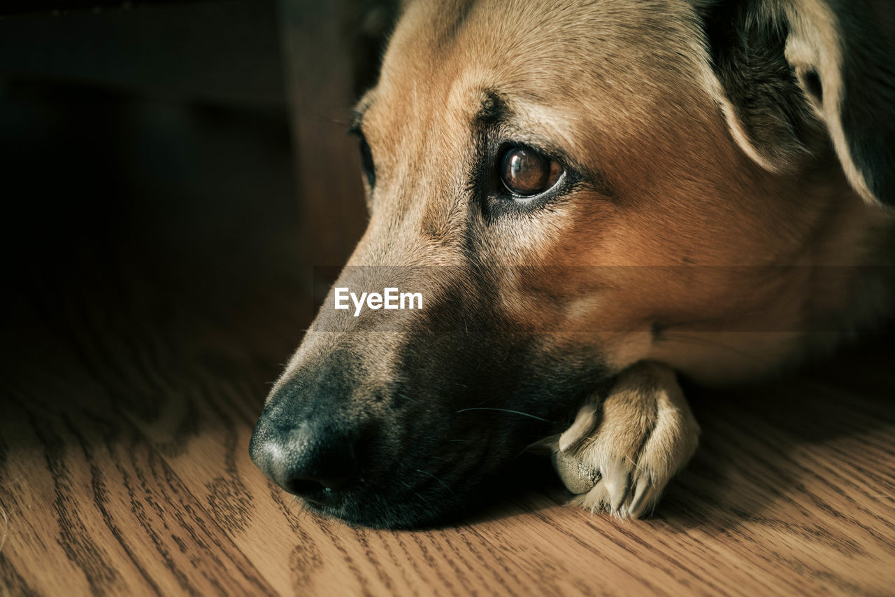 Close-up of dog lying on hardwood floor at home