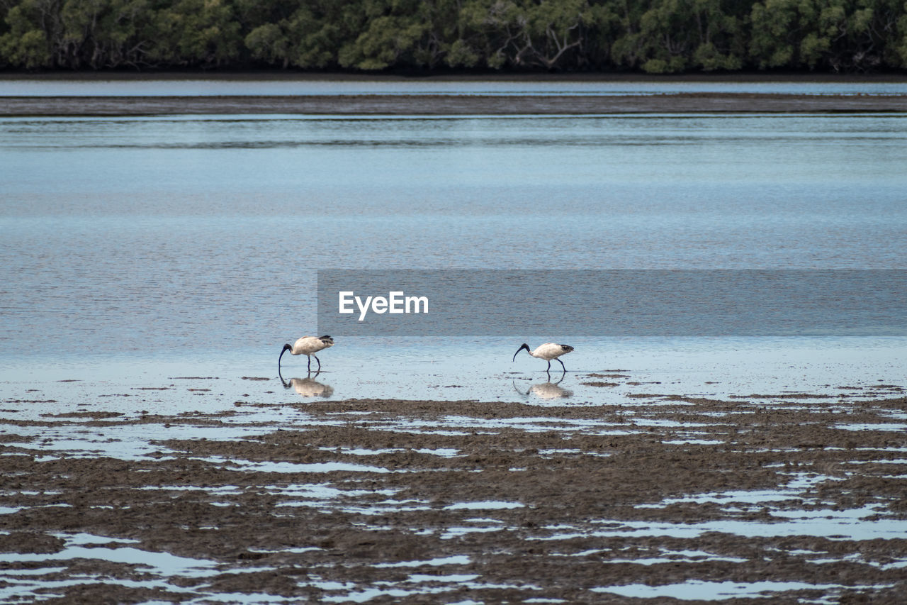 Two australian white ibises threskiornis molucca forage for food on mud flats in brisbane, australia 