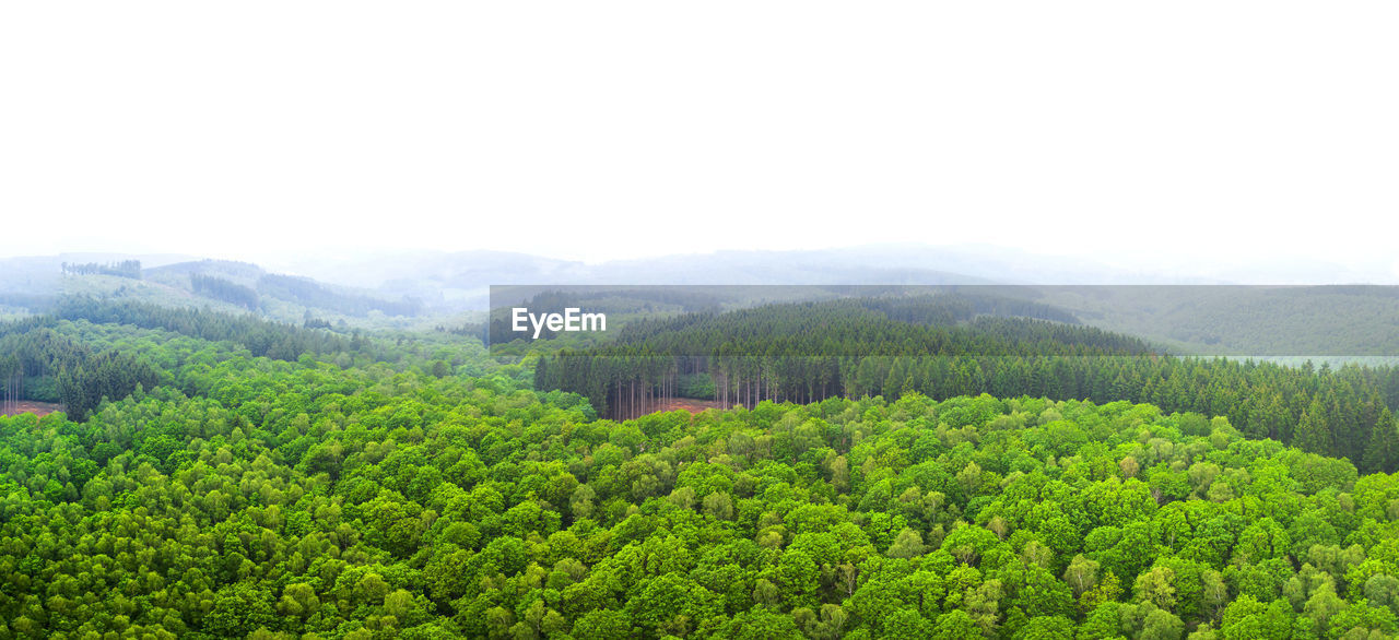 SCENIC VIEW OF PINE TREES AGAINST CLEAR SKY