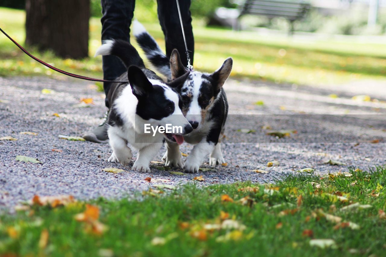 Pembroke welsh corgi 