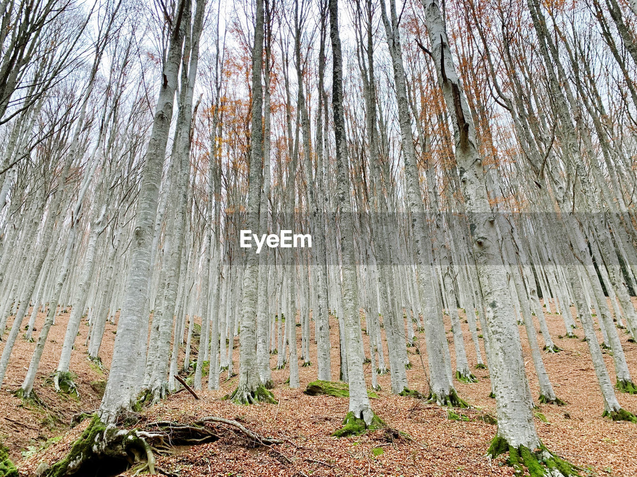 Plants growing on land in forest