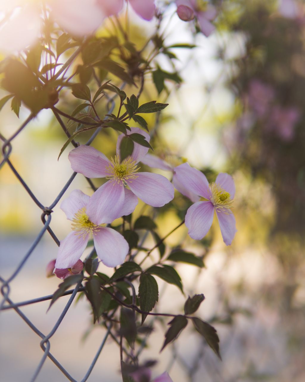plant, flower, flowering plant, blossom, beauty in nature, branch, freshness, nature, spring, tree, petal, close-up, macro photography, leaf, fragility, growth, springtime, no people, focus on foreground, outdoors, selective focus, sunlight, fence, day, chainlink fence, pink, flower head, lilac, plant part, purple, sky, inflorescence, twig, defocused, autumn, botany
