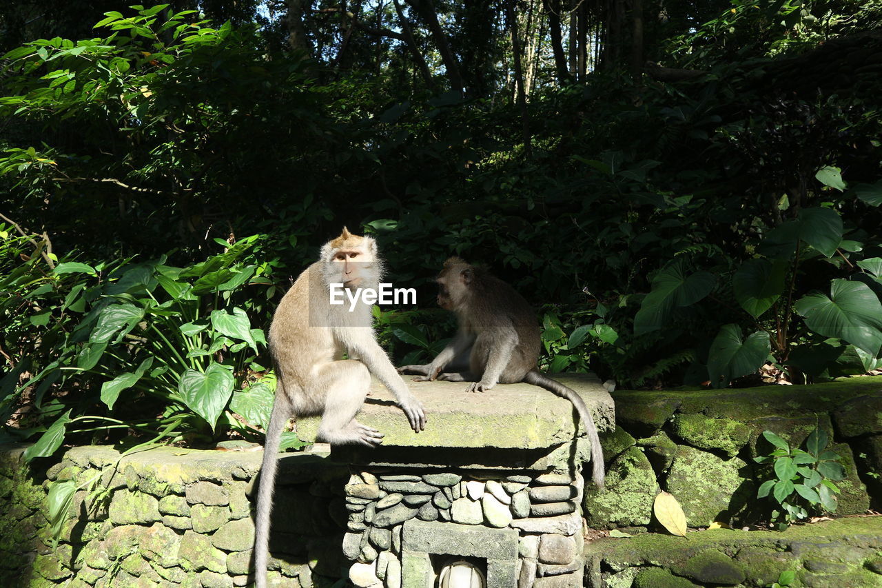 VIEW OF CATS SITTING ON TREE