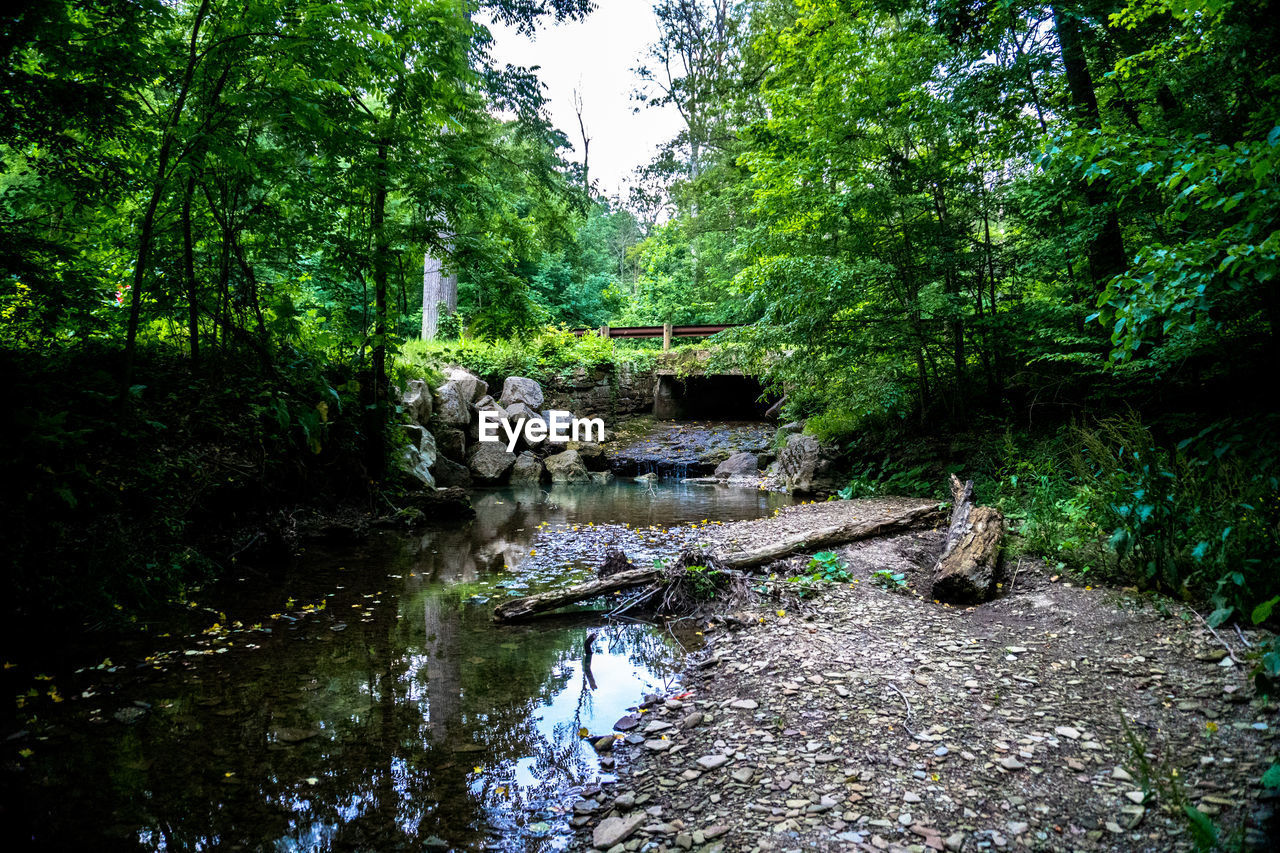 Stream amidst trees in forest against sky