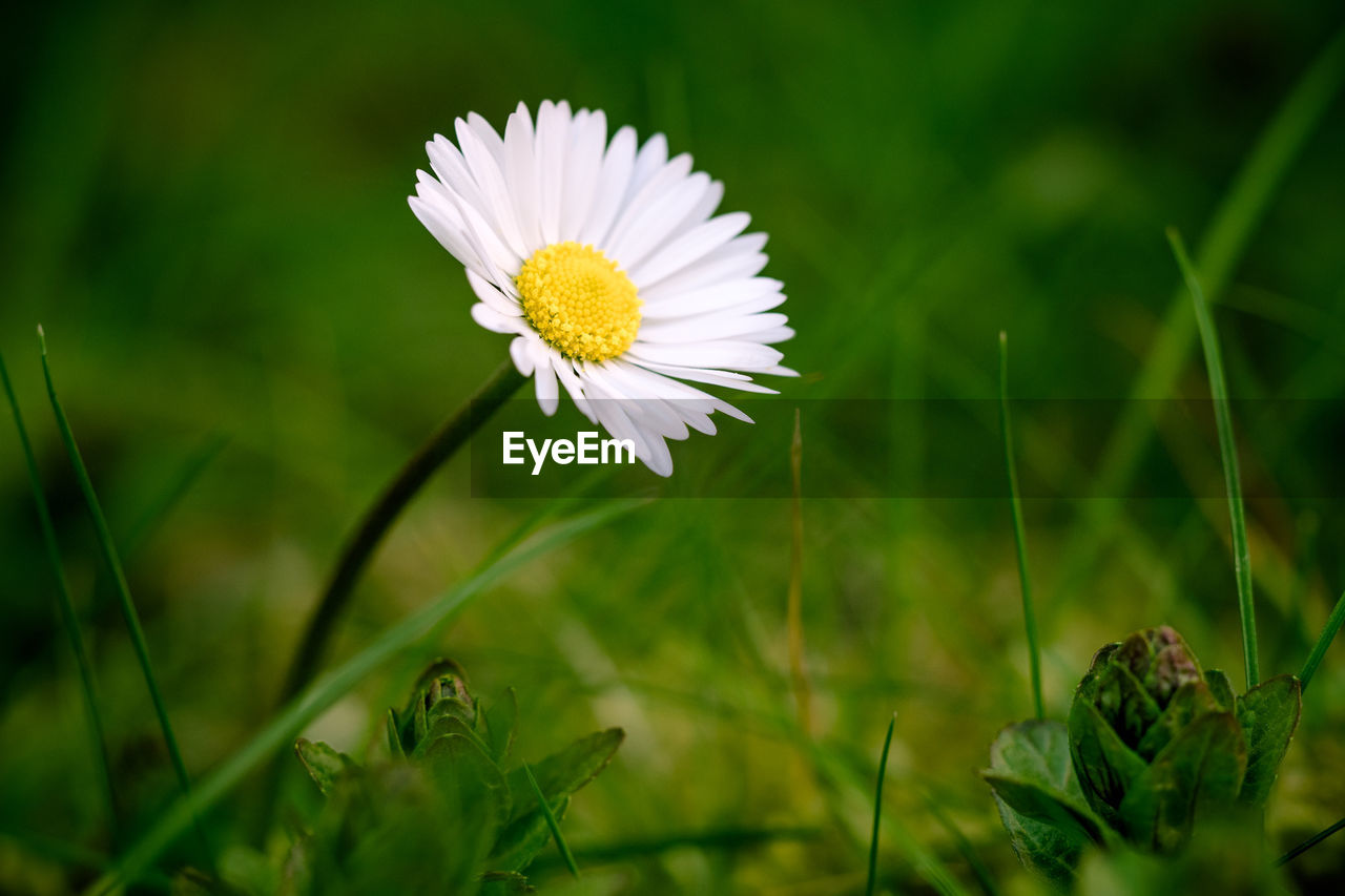 Close-up of white daisy flower on field