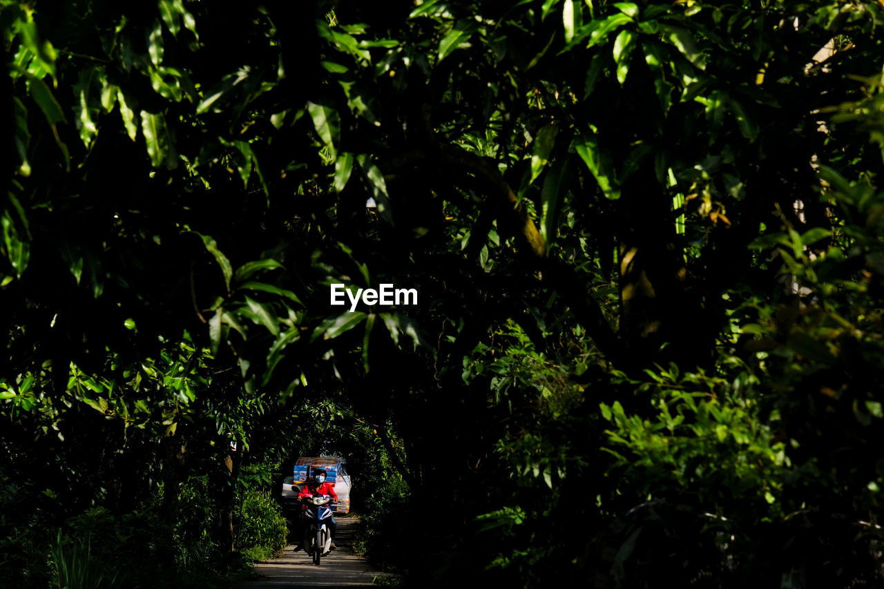 Rear view of people walking in forest