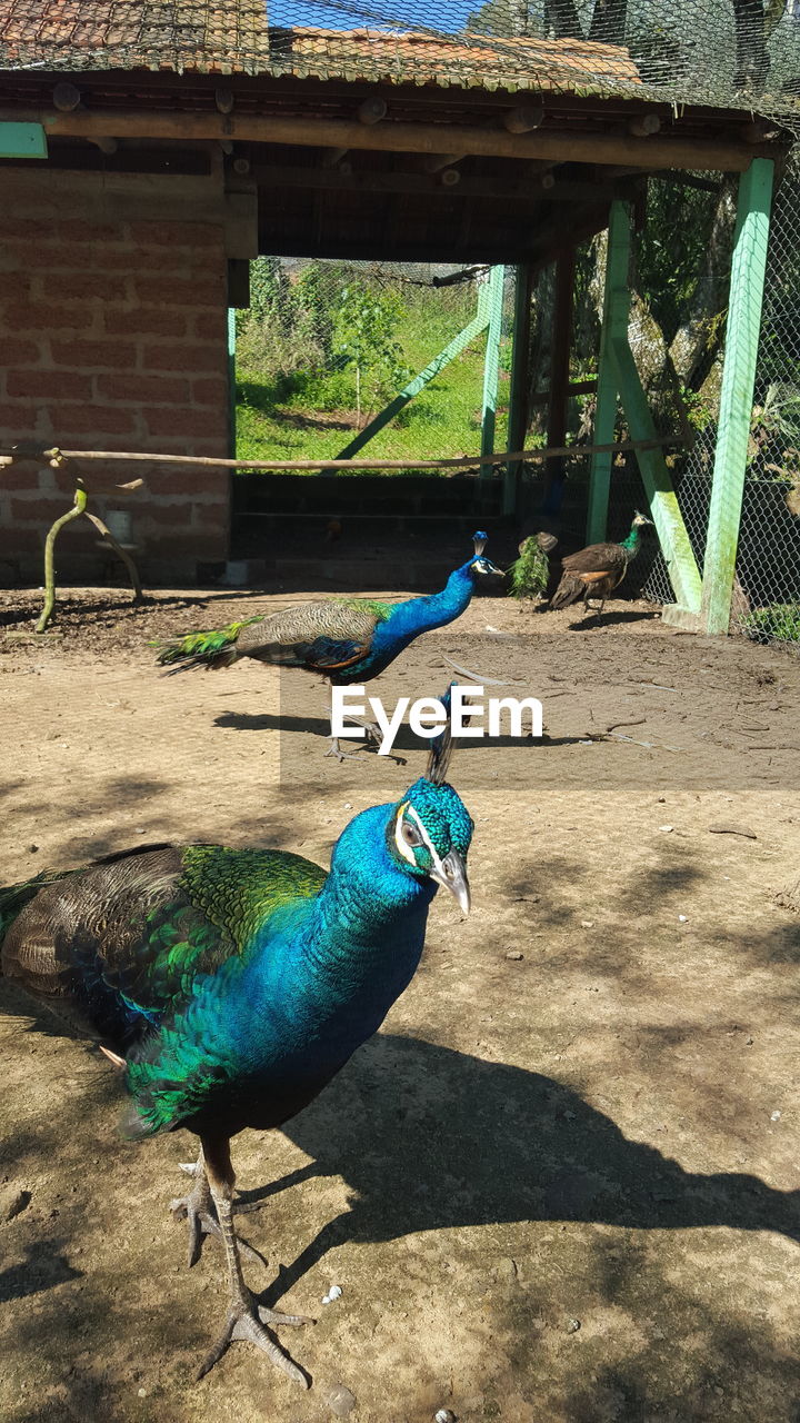 Close-up of peacock perching outdoors