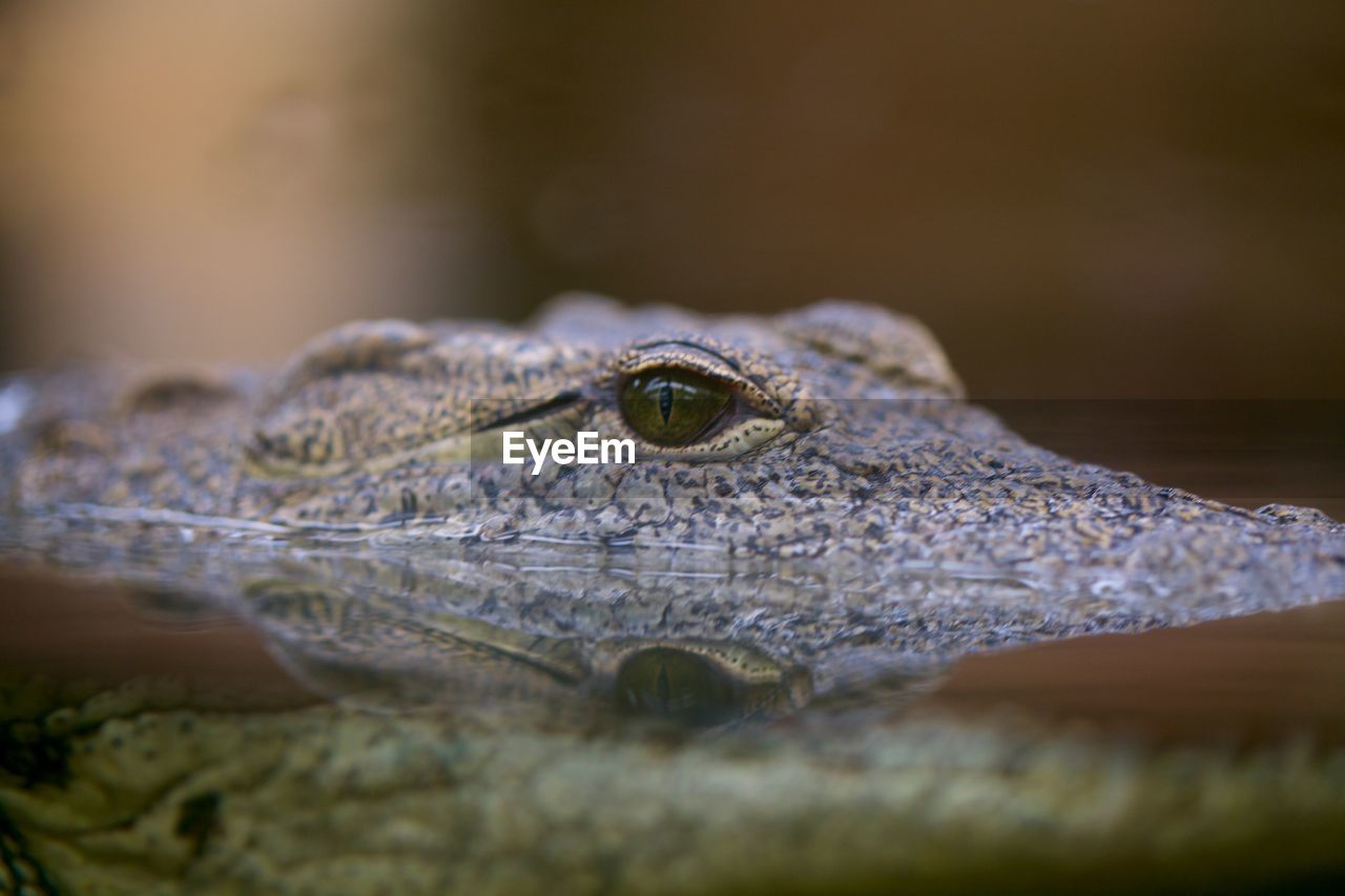 CLOSE-UP OF LIZARD ON A ROCK