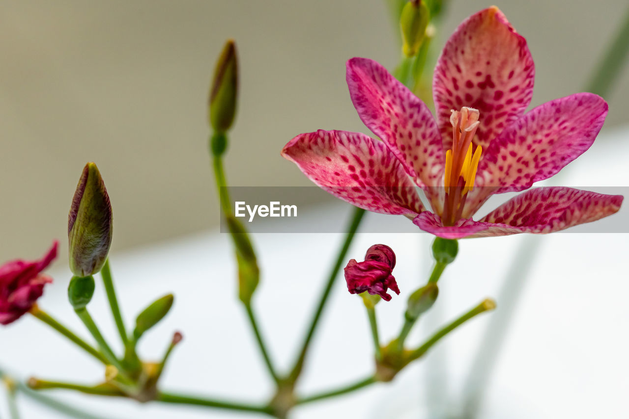 CLOSE-UP OF PINK LILY