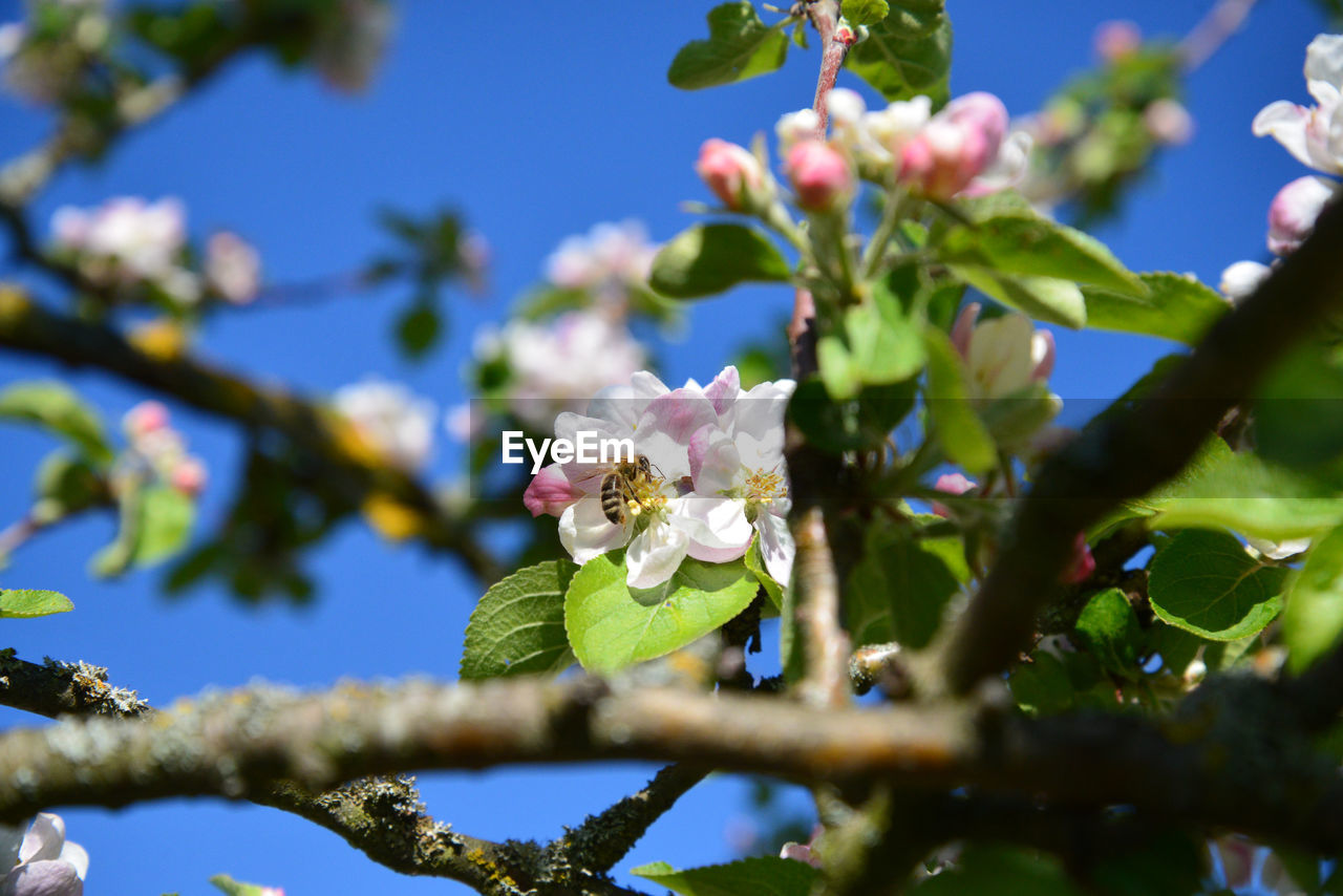 CLOSE-UP OF CHERRY BLOSSOM ON TREE BRANCH