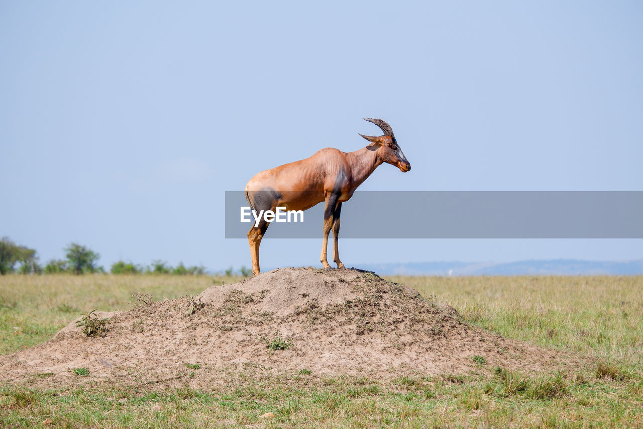 A topi stands on a termite mound in the maasai mara