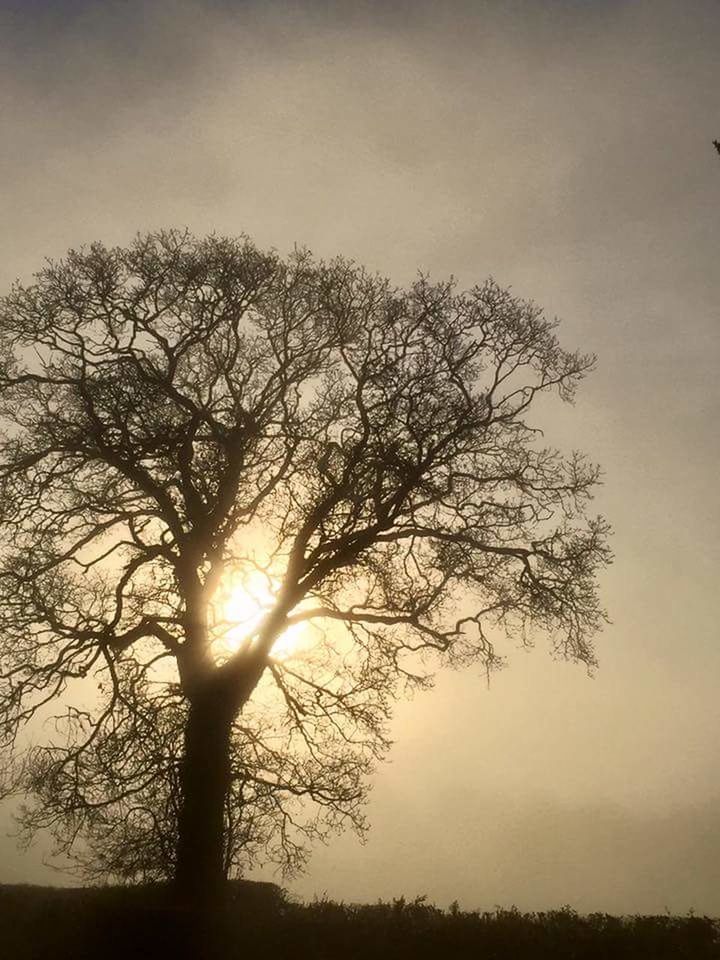 SILHOUETTE OF BARE TREE IN FOREST DURING SUNSET