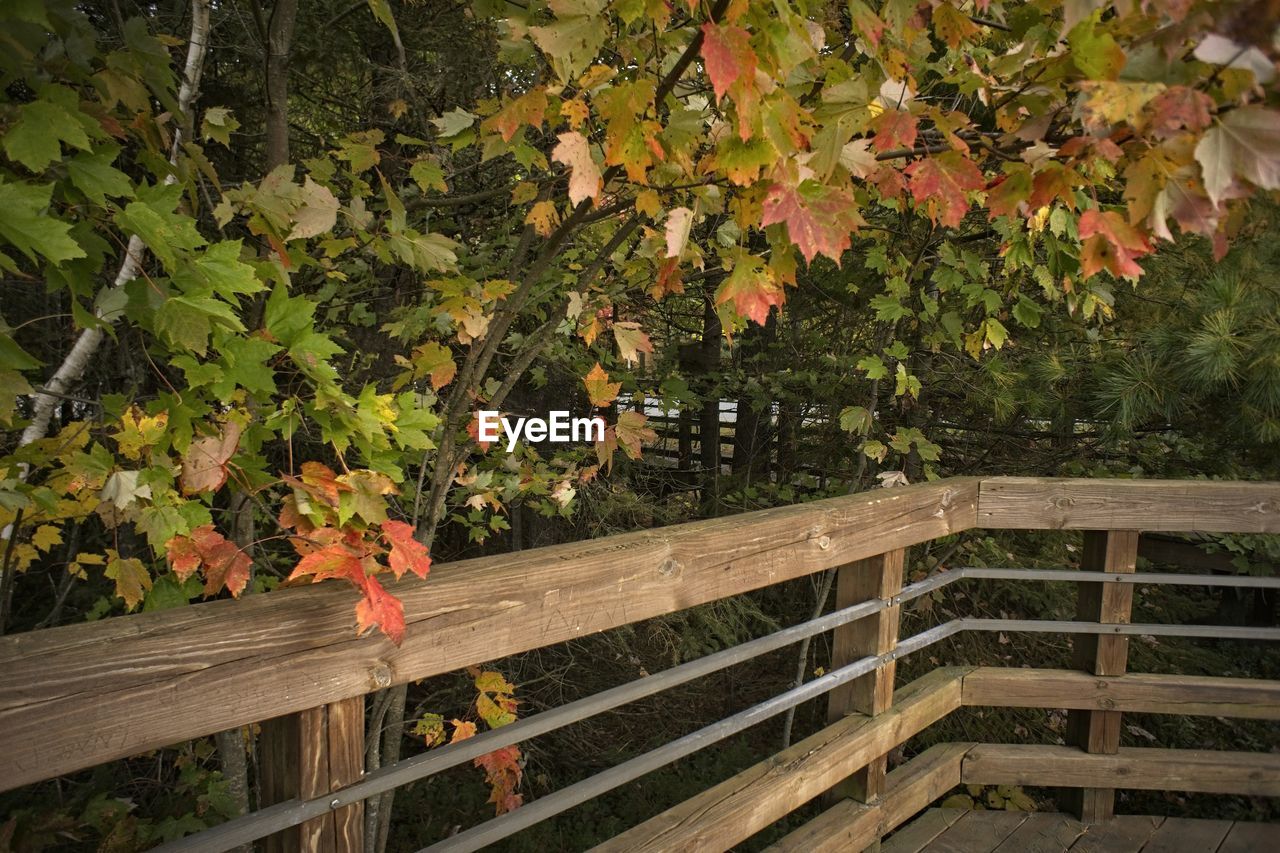 Flowers on railing by trees during autumn