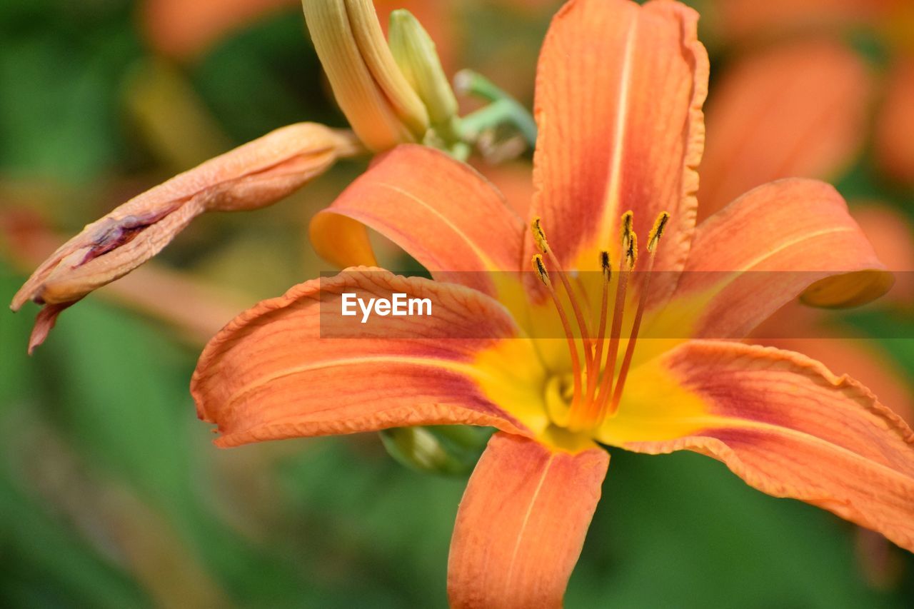 CLOSE-UP OF DAY LILY FLOWERS BLOOMING OUTDOORS