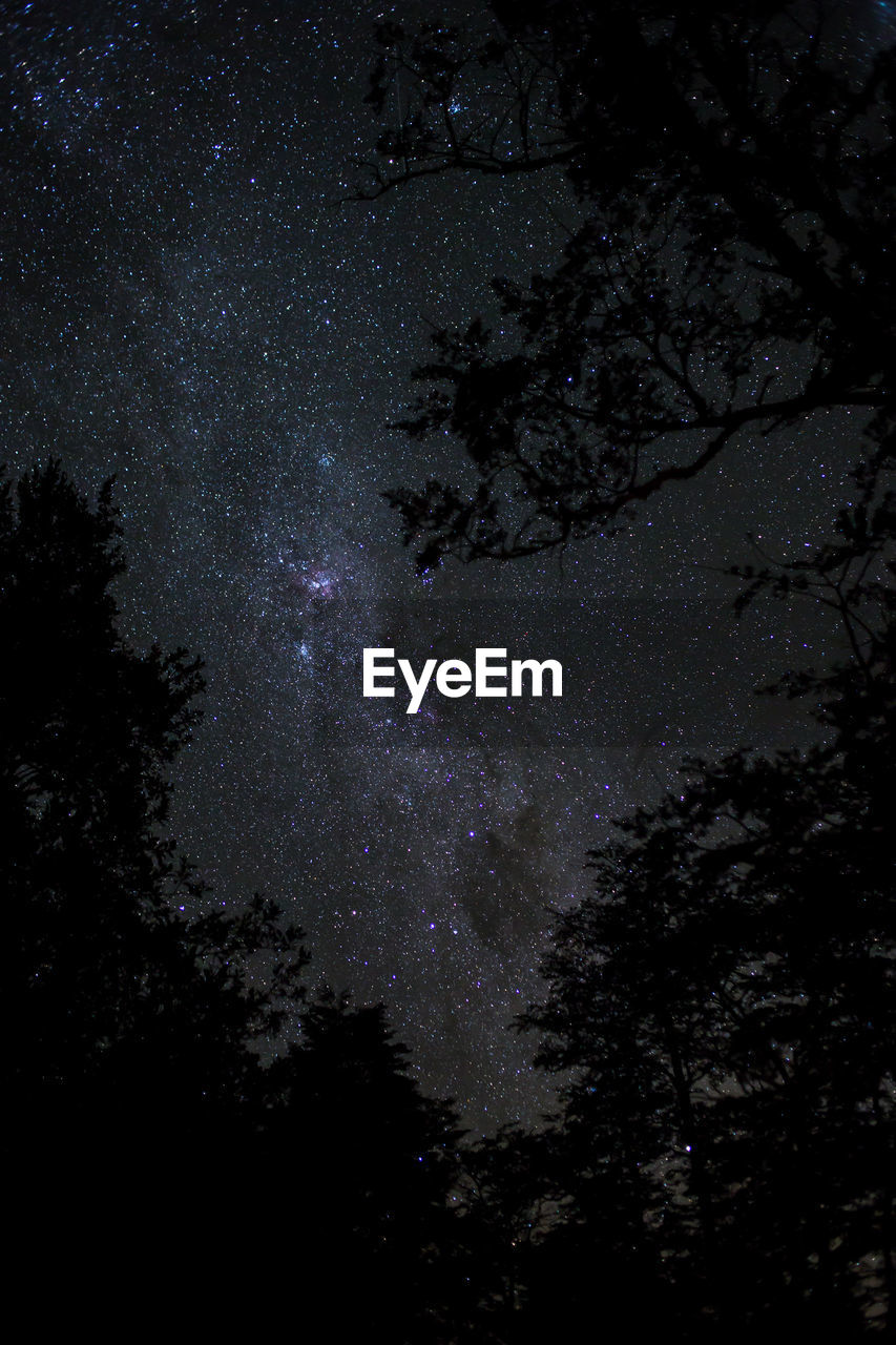 Low angle view of trees against sky at night