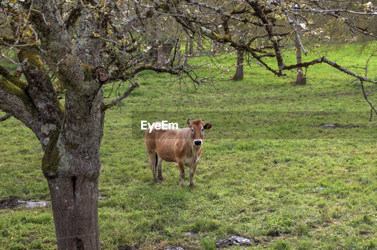 Cow on grassy field