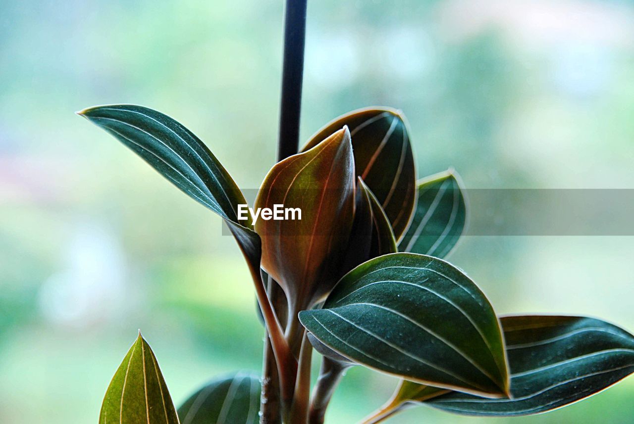 Close-up of flowering plant