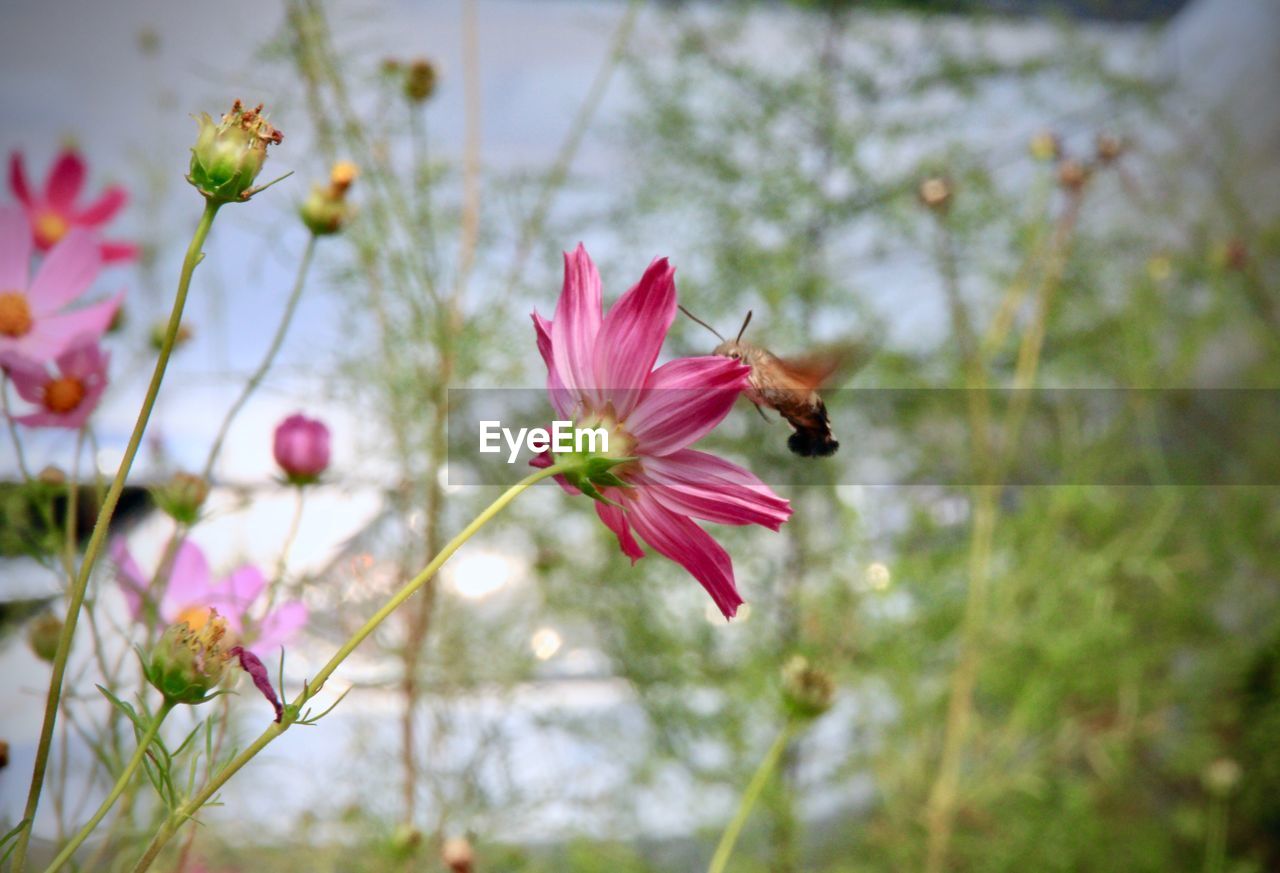 Close-up of insect flying over pink flower