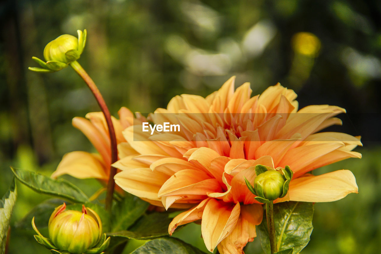 CLOSE-UP OF YELLOW FLOWER