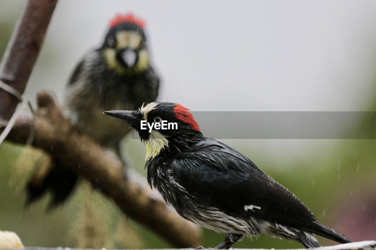 Close-up of bird perching outdoors