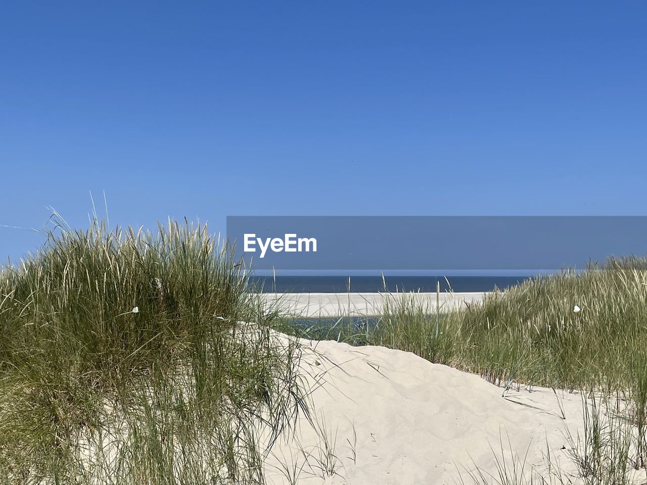 sky, land, beach, natural environment, plant, sand, water, sea, nature, dune, marram grass, sand dune, clear sky, grass, beauty in nature, shore, scenics - nature, blue, tranquility, no people, day, coast, tranquil scene, environment, landscape, horizon over water, ocean, copy space, outdoors, sunny, horizon, non-urban scene, tree, sunlight, travel destinations, travel, body of water, tourism, growth, holiday, coastline, vacation, summer