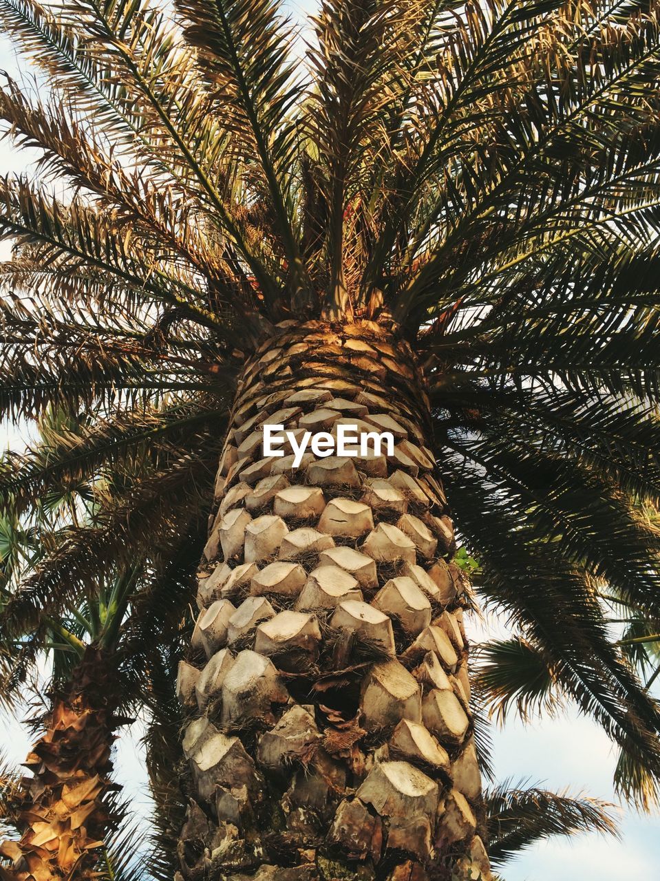 PALM TREE AGAINST SKY