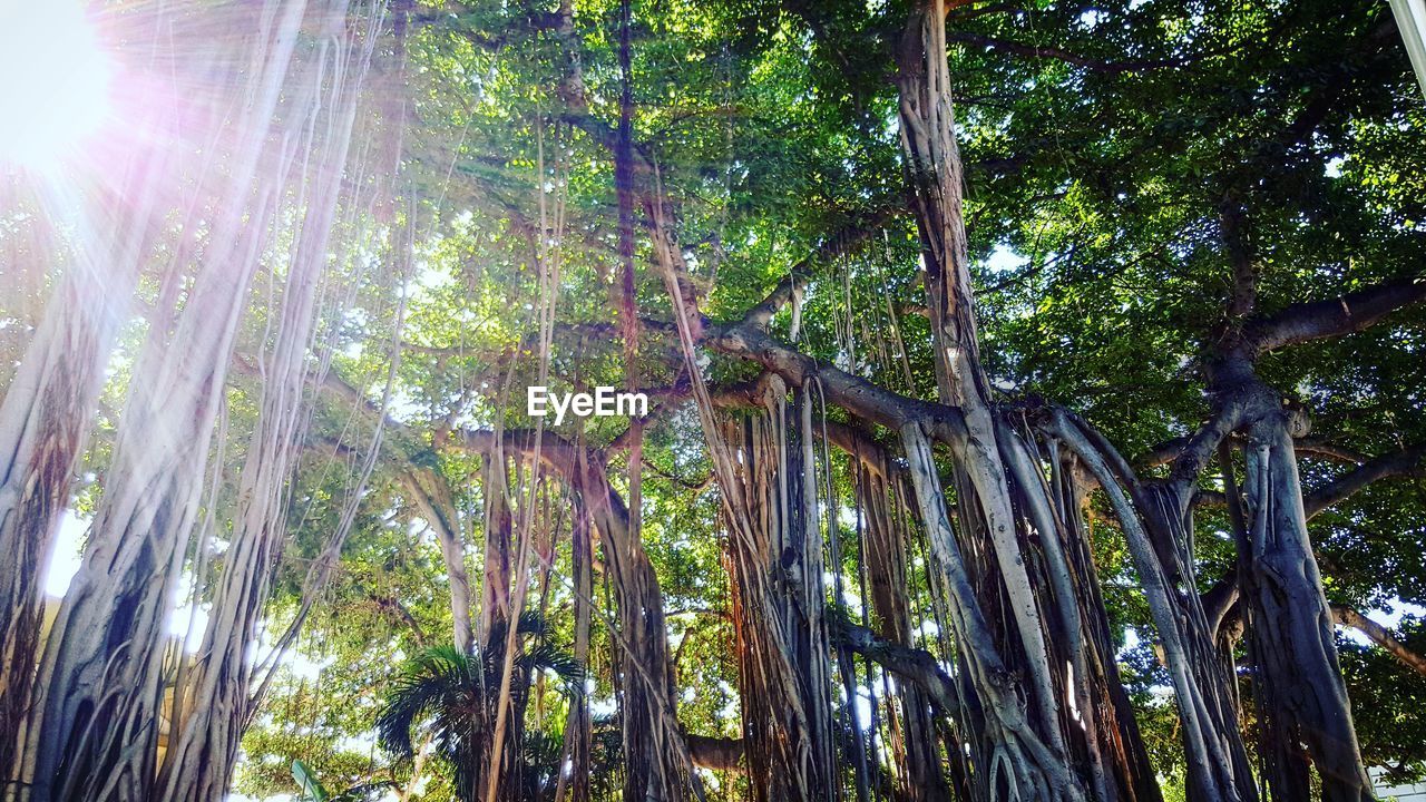 LOW ANGLE VIEW OF BAMBOO TREE AGAINST SKY