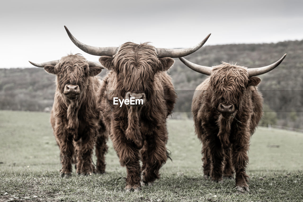 Three highland cattle