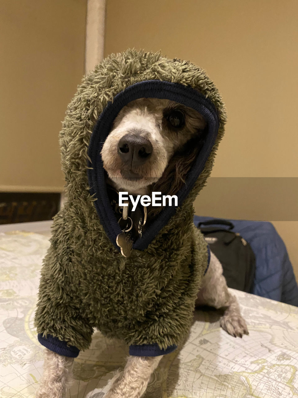 Dog with hoodie