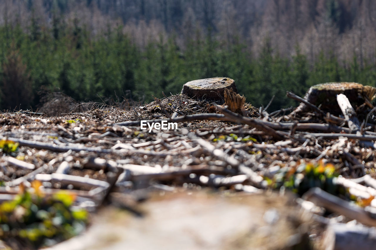 CLOSE-UP OF WOOD ON FIELD