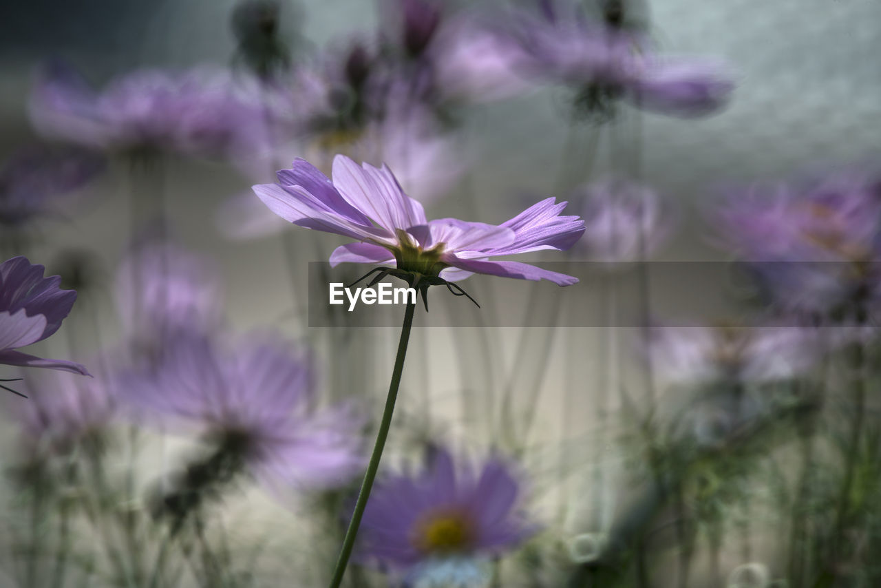 Close-up of purple flowering plant